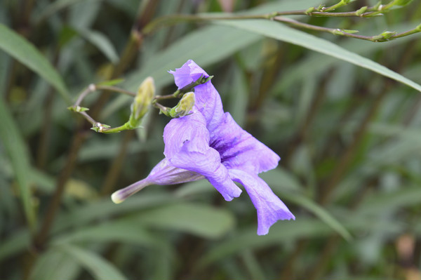 һ����ɫ��«��