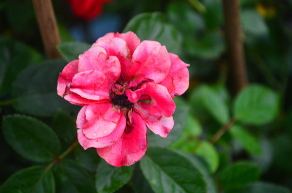 �����¼�