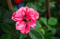 �����¼�