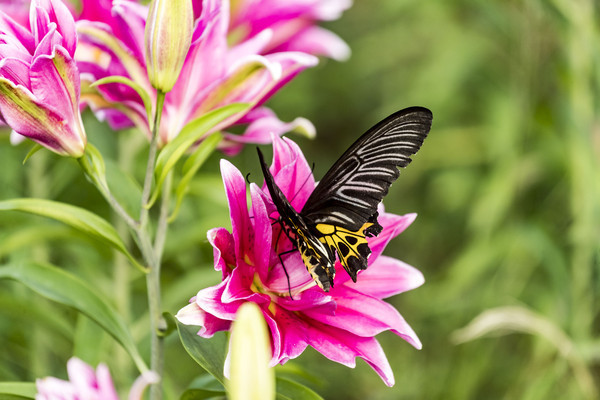 ����ʳ�������ѷ��