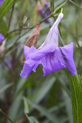 �ϻ����ֲ�ͼƬ