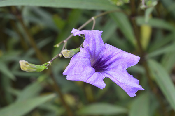 ��ɫ��«��