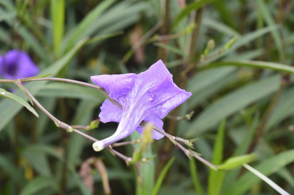 ��ɫ���ֲ�