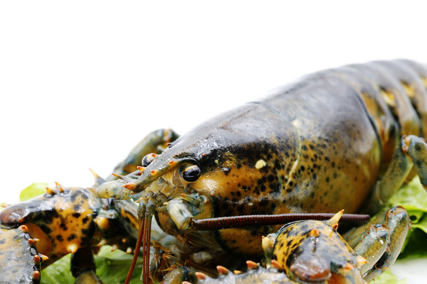 ��ʿ����Ϻ