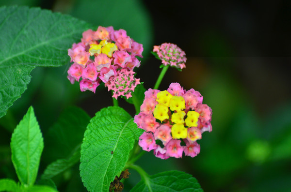 ���õ�Ұ��