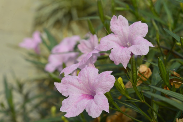  ��ɪ���ֲ�