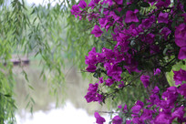 ���ߵ�����÷