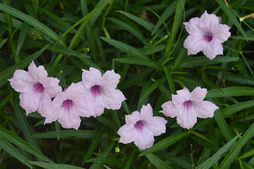 �����«��