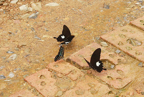 ��ֻ����