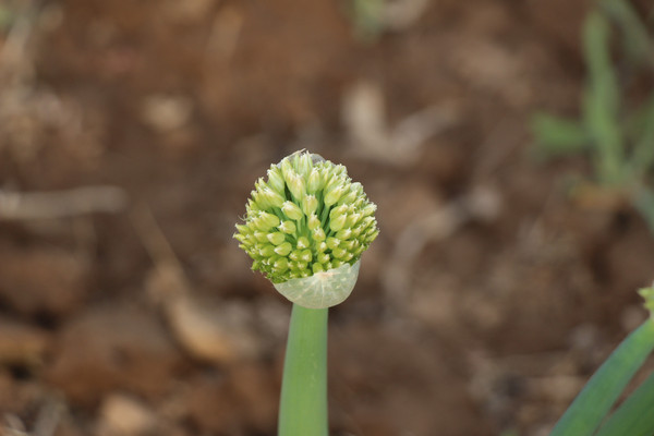 �������ŵĴ���