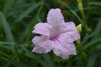 ���Ļ���