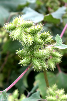 �＾����ĲԶ�