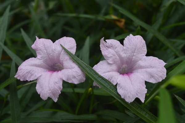 ���տ�����������