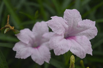 �ۺ�ɫ������