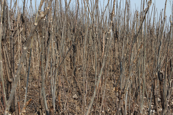 ��Ƭ���㴻�� 