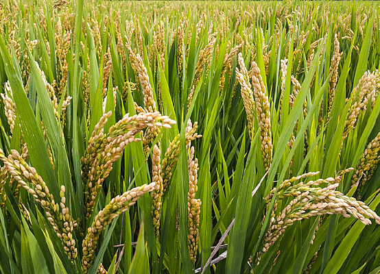 ���ﵾ���ﵾ