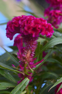 ��ɫ����