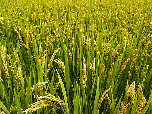 ���ص���