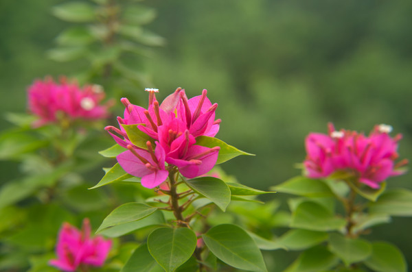 õ��ɫ����÷