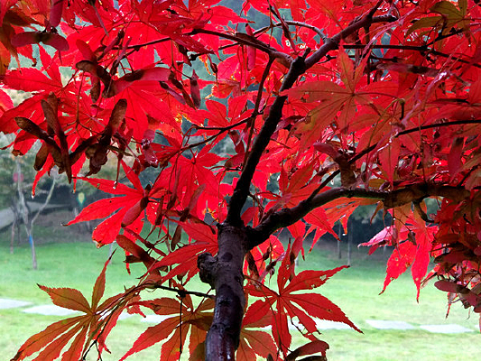 ֲ��԰�ķ�Ҷ