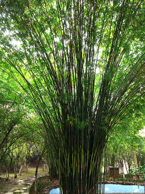 ֲ��԰�������