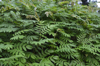 ������Ҷ