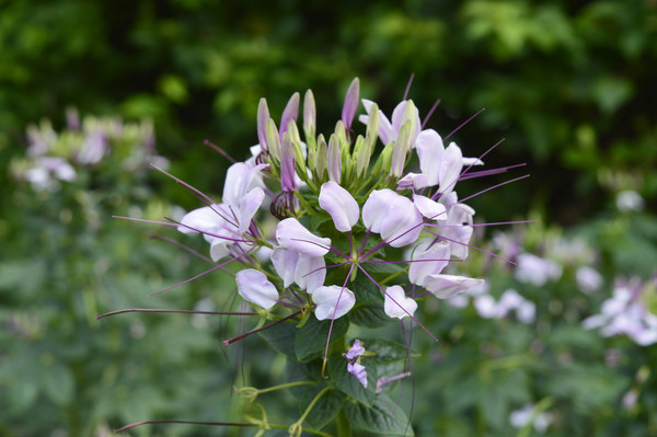 ��������Ӱͼ