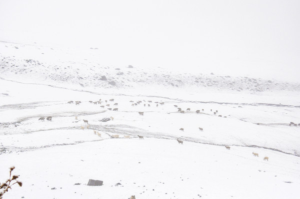 ������Ⱥ