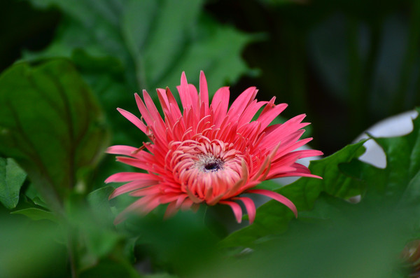 ���õĺ�ɫ�ջ�