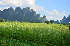 ��ɽ��Ұ�羰