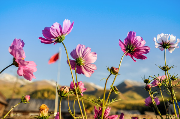 �����ɣ��