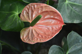 ʹĻ 