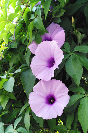 ������ǣţ��