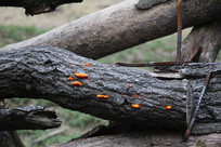 ��ɫ������