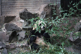 ��Ҷ�еĴ���è