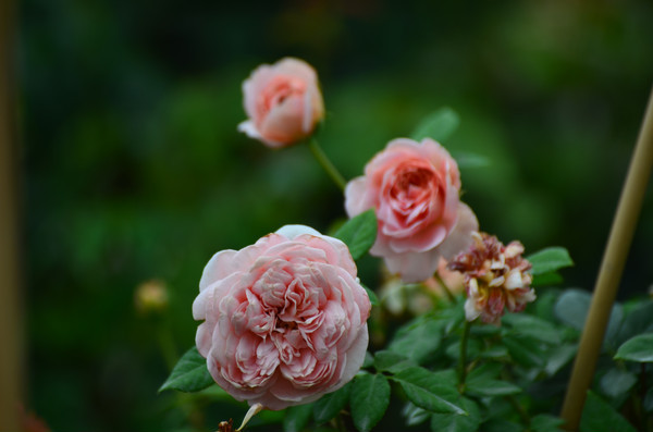 ���õ��¼���