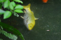 ��ɫ����