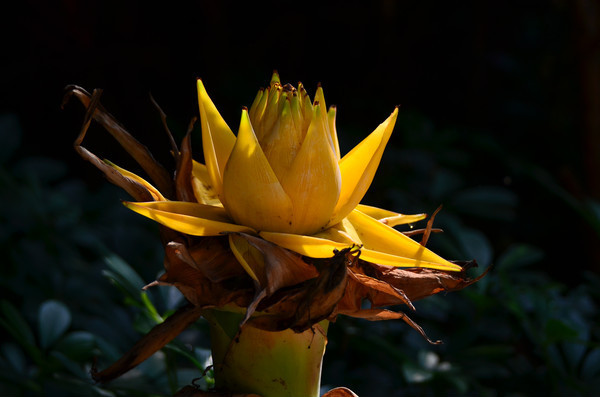 ��ɫľ����