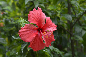 ˶��ķ�ɣ��