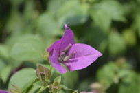 ��ɫֽ����