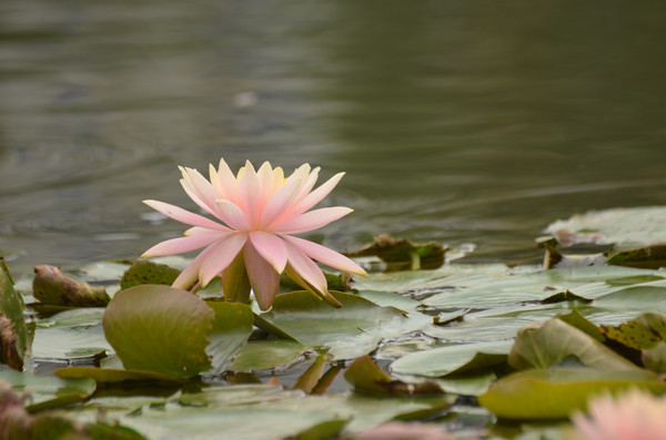 ˯������