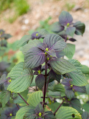 ���ο�ֲ������