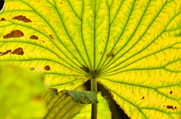 ��ҶҶ��������д