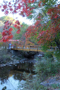 Ͽ��С�ź�Ҷ