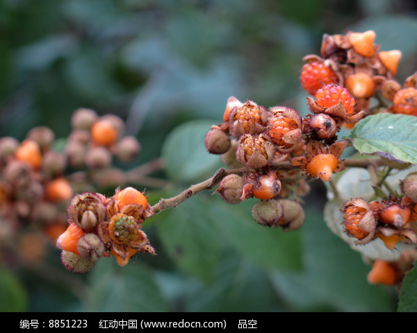 懸鉤子果實特寫