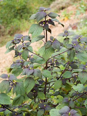 ����ȫ��