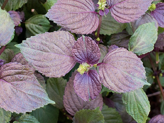 ����Ҷ��