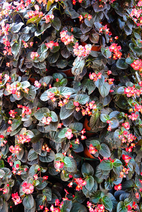 ��ɫ����