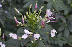  ����������ͼƬ