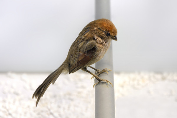 ��ͷ��ȸ�걾